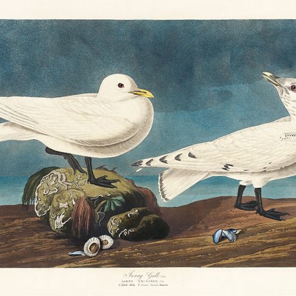 john james audubon fabric