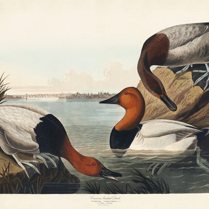 John James Audubon fabric panel
