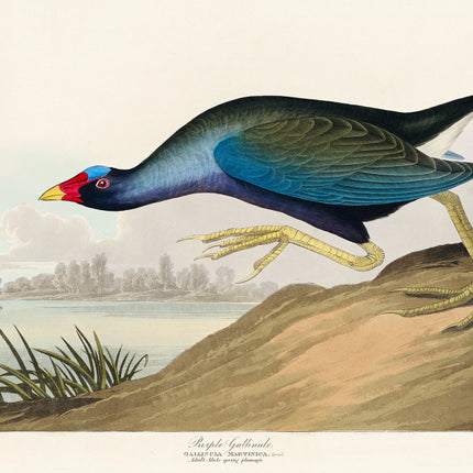 John James Audubon fabric panel