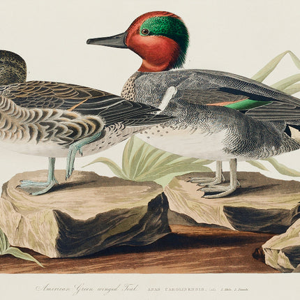 Illustration of two ducks on rocks with a naturalistic background