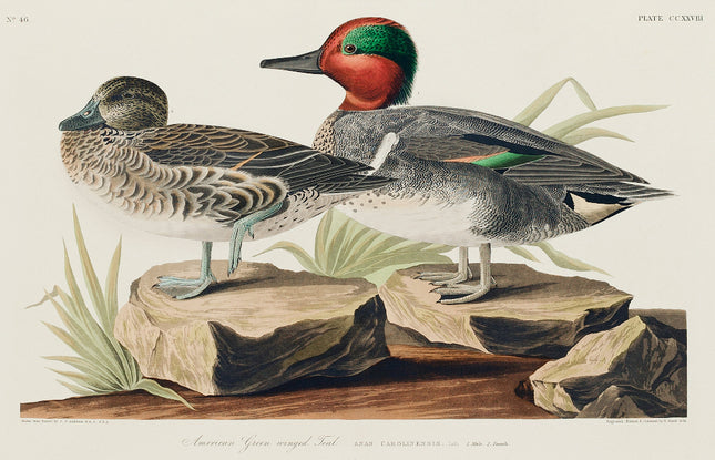 Illustration of two ducks on rocks with a naturalistic background