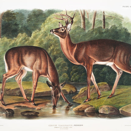 Illustration of two deer by a stream with a forest background