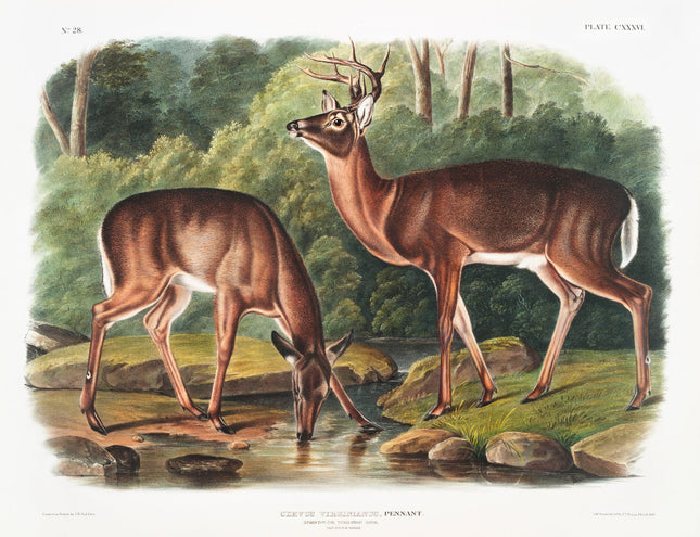 Illustration of two deer by a stream with a forest background