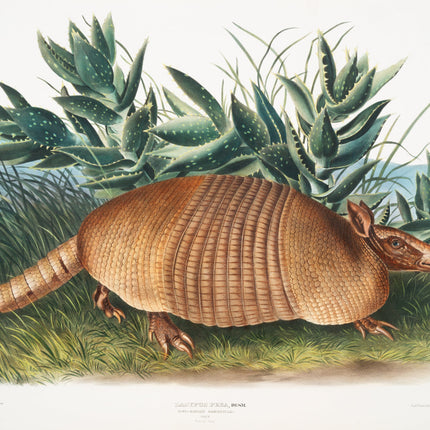 Illustration of an armadillo fabric panel