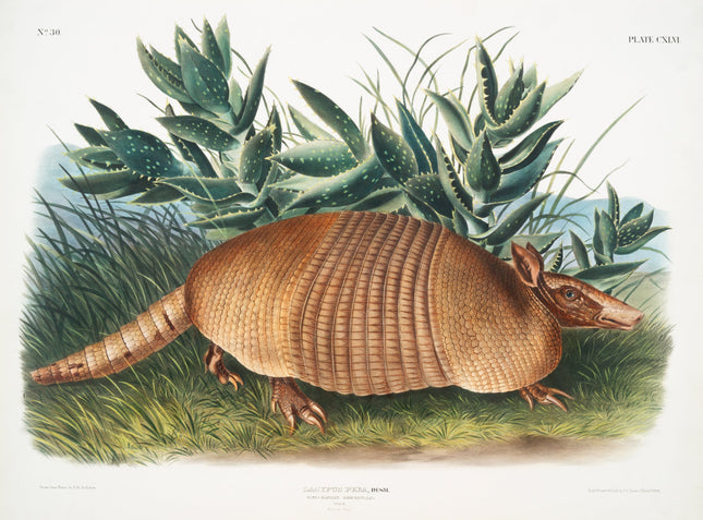 Illustration of an armadillo fabric panel
