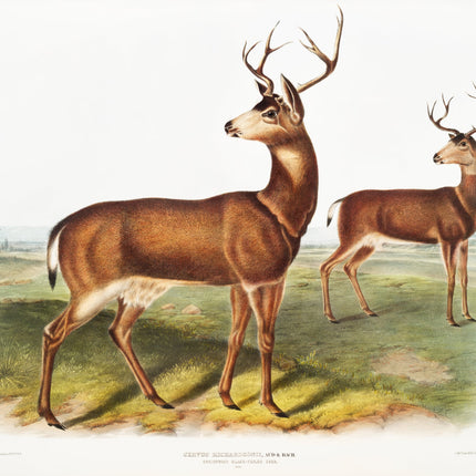 Illustration of two deer on a grassy field fabric panel