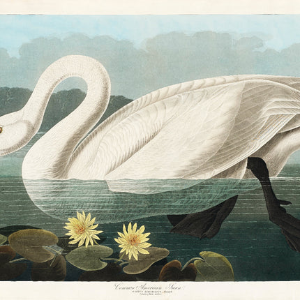 A fabric panel featuring a digitally printed image of a swan with a seam allowance on all sides.