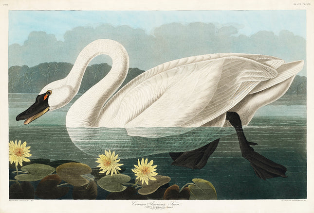A fabric panel featuring a digitally printed image of a swan with a seam allowance on all sides.
