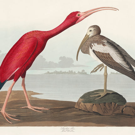 A fabric panel featuring a digital print of a scarlet ibis and a bird of America, with the natural elements in the background.