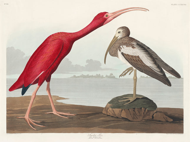A fabric panel featuring a digital print of a scarlet ibis and a bird of America, with the natural elements in the background.
