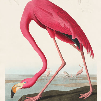 A fabric panel featuring a digitally printed image of a pink flamingo from the 'Birds of America' series by John James Audubon.