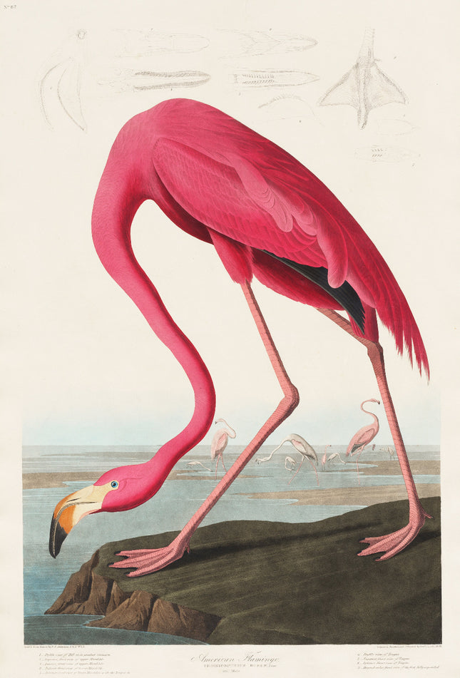 A fabric panel featuring a digitally printed image of a pink flamingo from the 'Birds of America' series by John James Audubon.