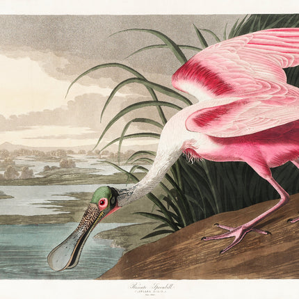 A digitally printed 100% cotton fabric panel featuring a pink bird, with a design inspired by John James Audubon's artwork.