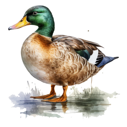 Duck 100% Cotton Fabric Panel Block M5780