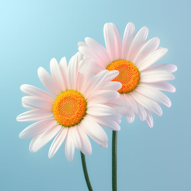 Daisies Flowers 100% Cotton Fabric Panel Block Q705